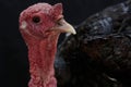 The dashing and muscular face of a male turkey. Royalty Free Stock Photo