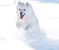 Dashing through the snow Royalty Free Stock Photo