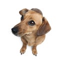 Dashund in front of a white background Royalty Free Stock Photo