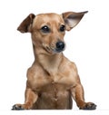 Dashund in front of a white background Royalty Free Stock Photo