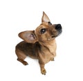 Dashund in front of a white background, studio shot Royalty Free Stock Photo