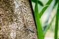 Dasia vittatum hunting on the tree trunk in the forest in Mulu national park Royalty Free Stock Photo