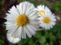 Dasies Royalty Free Stock Photo