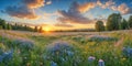 dasies colorful flowers field in spring background Royalty Free Stock Photo