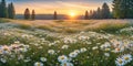 dasies colorful flowers field in spring background Royalty Free Stock Photo