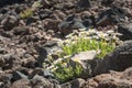 Dasies flower grow on basalt stone