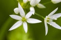 Daslook, Ramsons, Allium ursinum