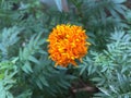 Daspathiya flower blown in the morning