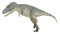 Daspletosaurus, illustration, vector Royalty Free Stock Photo