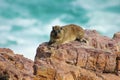 Dassie rat, hyrax, on the rock, Cape Town, South Africa