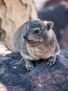 Dassie rat (Petromus typicus) Royalty Free Stock Photo