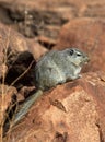 Dassie Rat (Petromys typicus) - Namibia Royalty Free Stock Photo