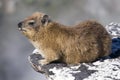 Dassie on Table Mountain Royalty Free Stock Photo