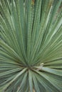 Dasylirion serratifolium close up