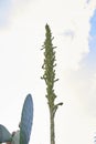 Green inflorescence of Dasylirion serratifolium