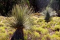 Dasylirion Wheeleri common sotol green plant Royalty Free Stock Photo