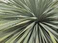 Dasylirion wheeleri, a desert Mexican plant with spiked long leaves