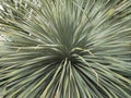 Dasylirion wheeleri, a desert Mexican plant with spiked long leaves