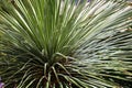 Dasylirion wheeleri. Desert Mexican plant with spiked long leaves Royalty Free Stock Photo