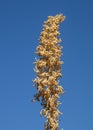 Dasylirion wheeleri flower stem against blue sky Royalty Free Stock Photo