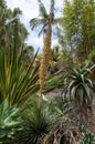 Dasylirion wheeleri with flower stem in cactus garden Royalty Free Stock Photo