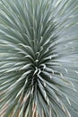 Dasylirion wheeleri S Watson ex Rothr ( Asparagaceae ) close up photo