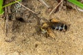 Dasypoda hirtipes, bee on the sand Royalty Free Stock Photo