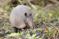 Dasypus novemcinctus, nine-banded armadillo