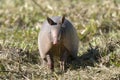 Dasypus novemcinctus, nine-banded armadillo Royalty Free Stock Photo