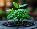 Data Analysis of Agriculture Green Growth Metrics Sustainable Practices, Eco-Friendly Farming, and Growth Analytics for a