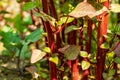 Data shak or Red amaranth is a fine example of root to stem cooking