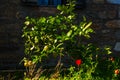 DATCA, MUGLA, TURKEY: Red poppies and lemons grow near the house in the Eski Datca.