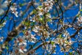 DATCA, TURKEY: Flowers almond tree in the flowering period on a sunny day.