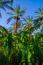 Date and banana Palms in jungles in Tamerza oasis, Sahara Desert, Tunisia, Africa, HDR Royalty Free Stock Photo