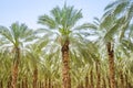 Date figs palm forest or plantation orchard Royalty Free Stock Photo