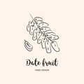 Date fruit drawing, dried dates. Sketch of dates on isolated white background. Vector drawing