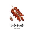 Date fruit drawing, dried dates. Watercolor dates on isolated white background. Vector drawing