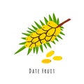 Date fruit flat vector illustration Royalty Free Stock Photo