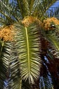 Date Palm