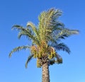 Date palm against the background of a bright blue sky macro Royalty Free Stock Photo