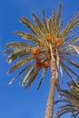 Date palm against blue sky.