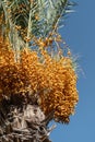 Date palm against blue sky on sunny day, Turkey. Unripe orange dates hanging on tree. Royalty Free Stock Photo