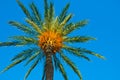 Date palm against clear blues sky lit by golden sun rays, low-angle shot, background, wallpaper