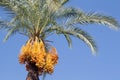 Date palm on the background of blue sky. Date palm tree on a blue sky background on a sunny day Royalty Free Stock Photo