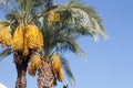 Date palm on the background of blue sky. Date palm tree on a blue sky background on a sunny day Royalty Free Stock Photo