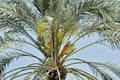 A date palm bearing clusters of female flowers