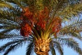 Date palm. Crohn plants with fruits. Big green leaves.