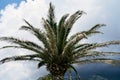 Date palm crown on a background of blue sky and white clouds Royalty Free Stock Photo