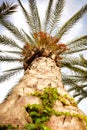 Date palm with dates on branches, bottom view Royalty Free Stock Photo