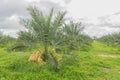 Date Palm, Dates, Palmaceae plant field in the garden plant field in Thailand Royalty Free Stock Photo